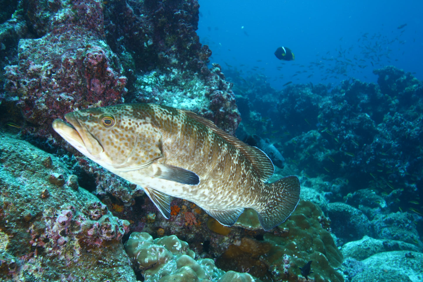 Diving at Kicker Rock & beach