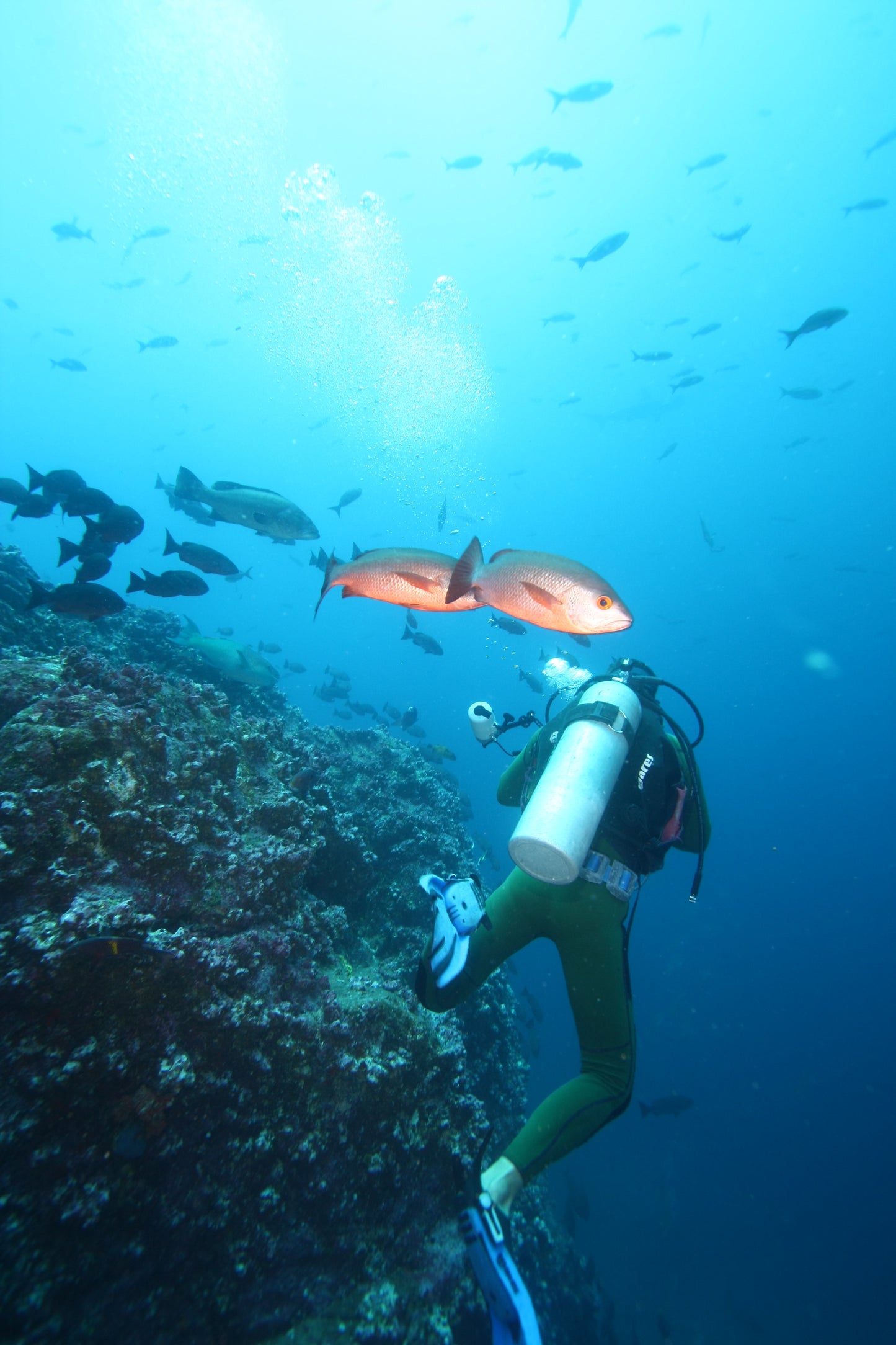 Diving at Kicker Rock & beach