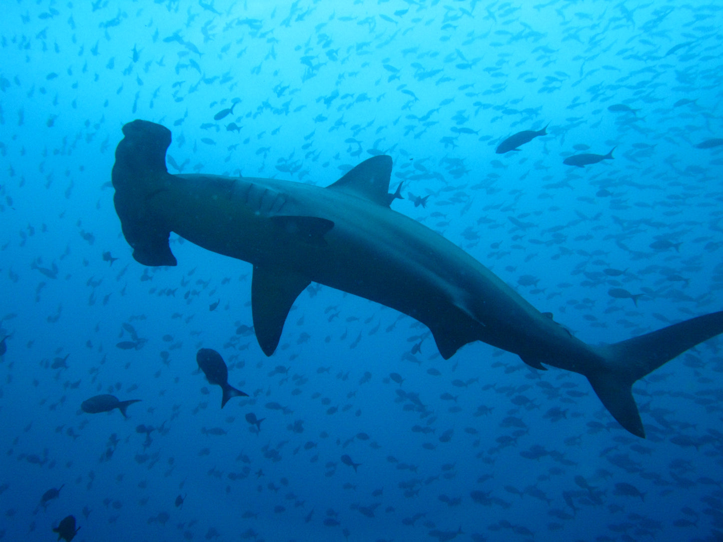 Diving at Kicker Rock & beach