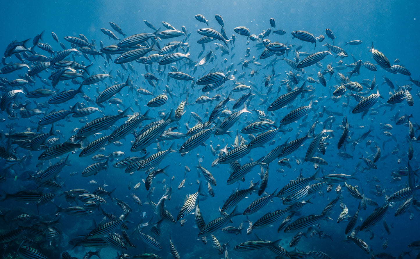 Diving at Kicker Rock & beach