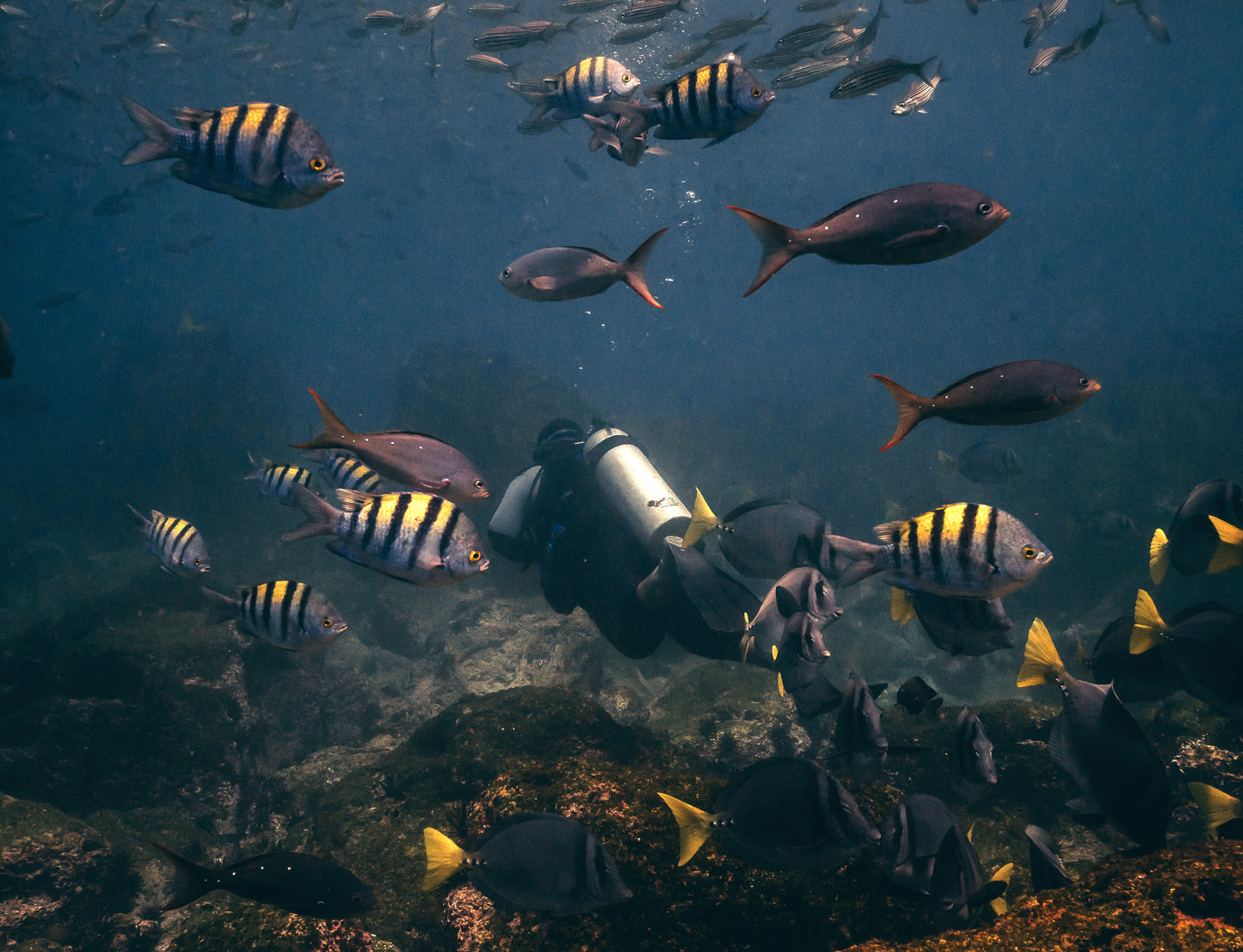 Diving at Kicker Rock & beach