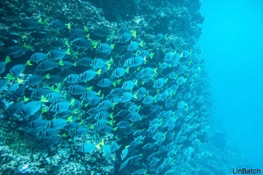 Snorkeling at Kicker Rock & beach