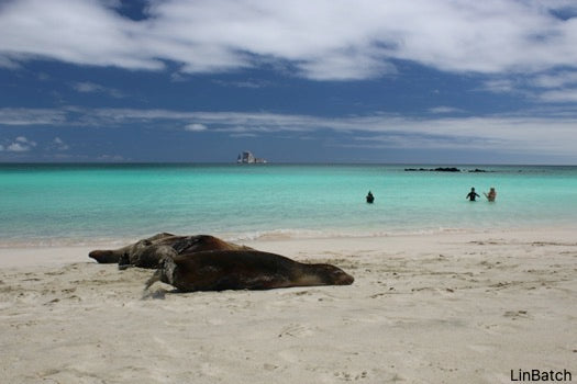 Snorkeling at Kicker Rock & beach