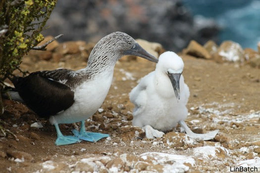 Kicker Rock & Punta Pitt