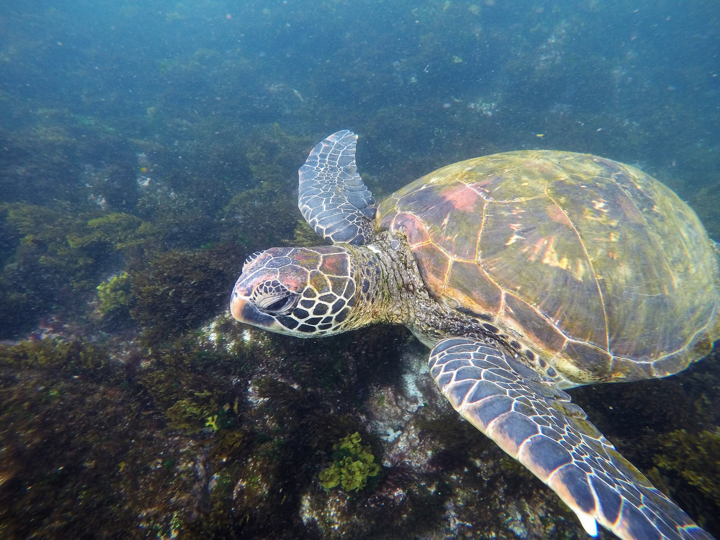 Diving at Kicker Rock & beach